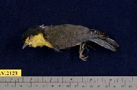 藏品(黃山雀)的圖片